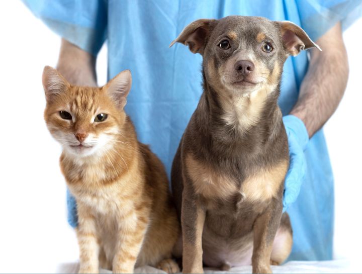Internal Medicine for cats and dogs