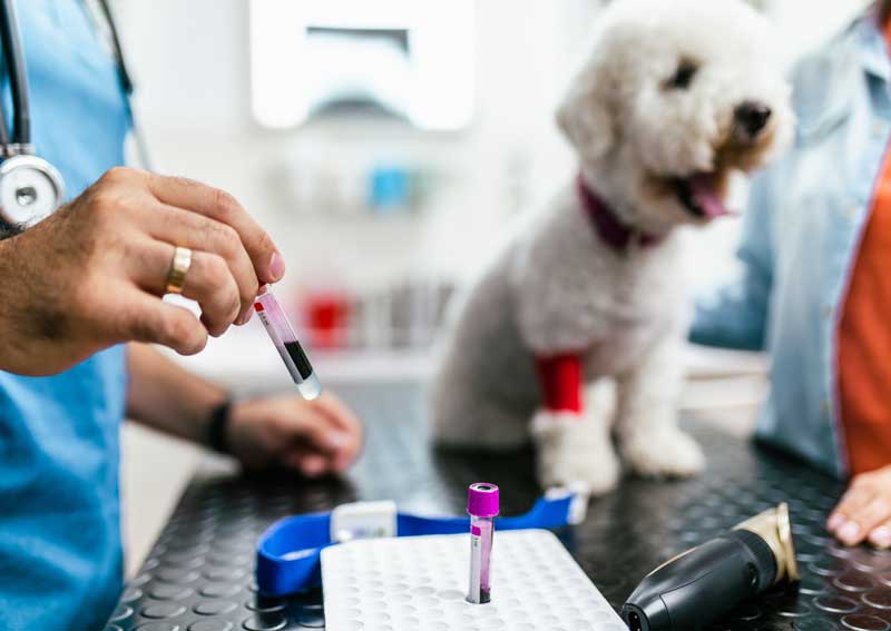 Carousel Slide 3: Advanced Diagnostics for Pets